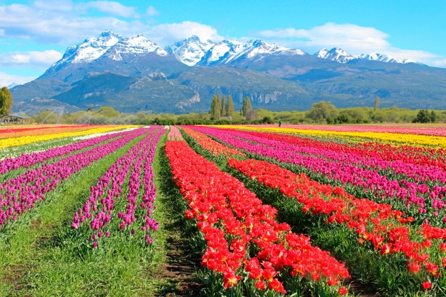 ESQUEL CON CAMPOS DE TULIPANES - SALIDA 20 OCTUBRE 2025 - ACOMPAADA POR NOSOTRAS